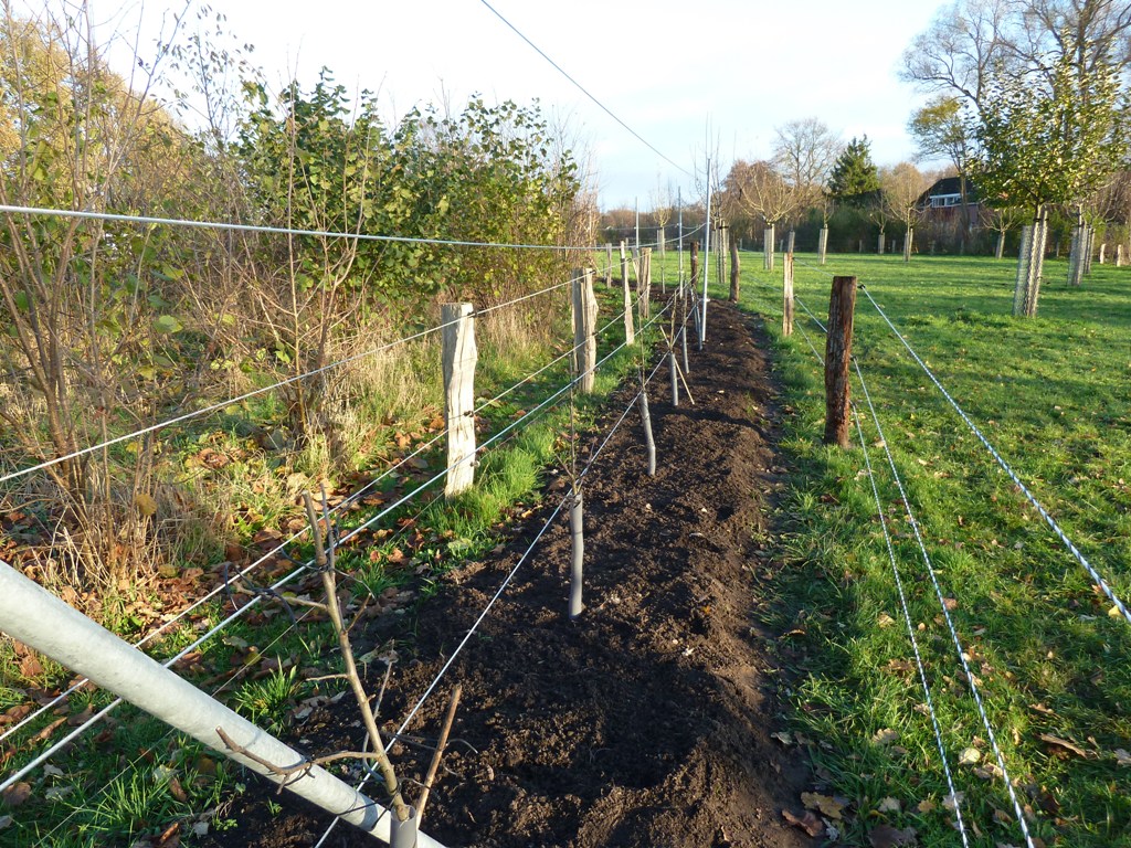Fruithaag aanleggen; Planten fruitbomen